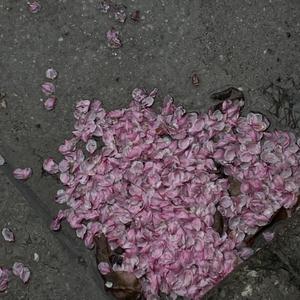 一级A片印度女人高潮
